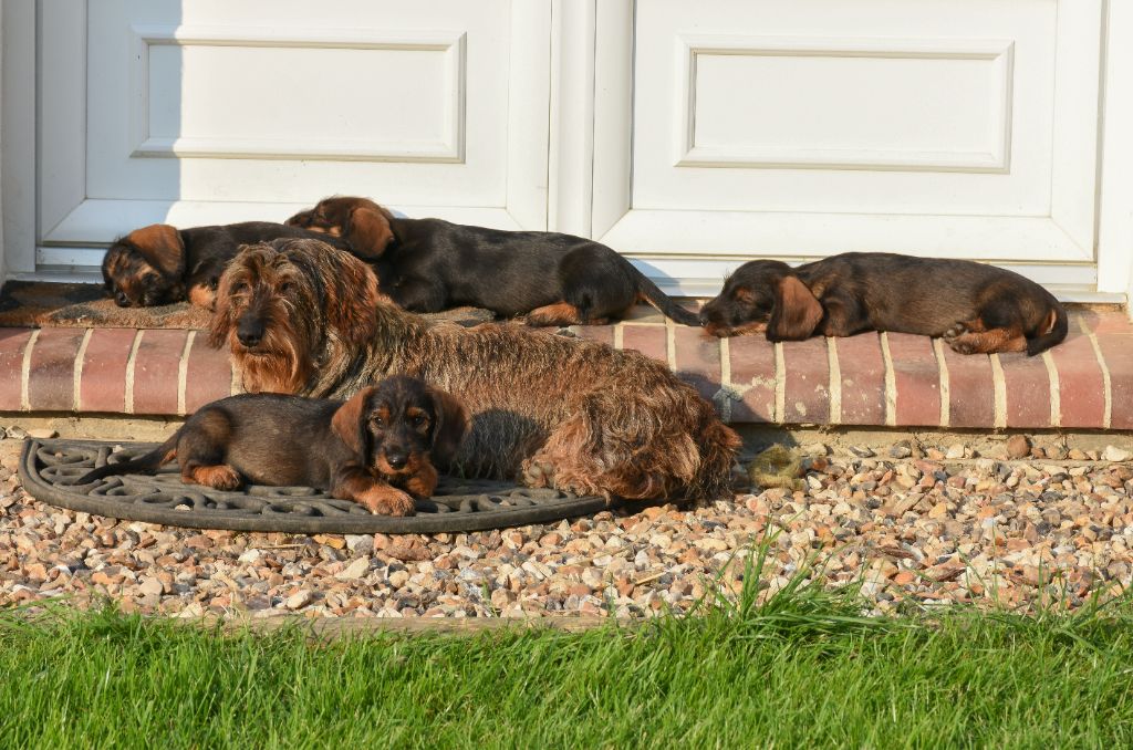 chiot Teckel poil dur De La Fosse Aux Cerfs